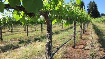 A grape vine field with irrigating pipes below it